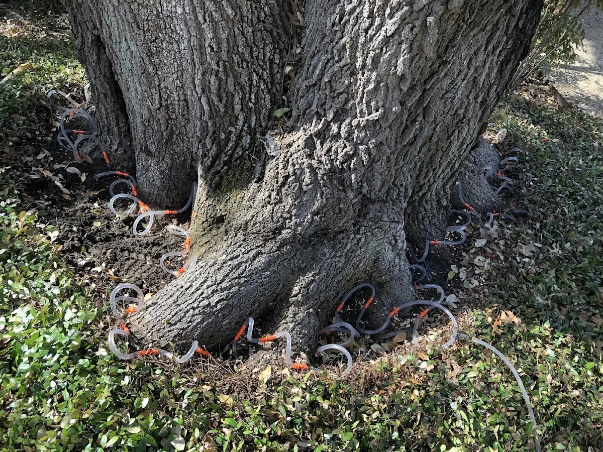 Detailed Tree Cabling and Bracing job site in Peoria Heights