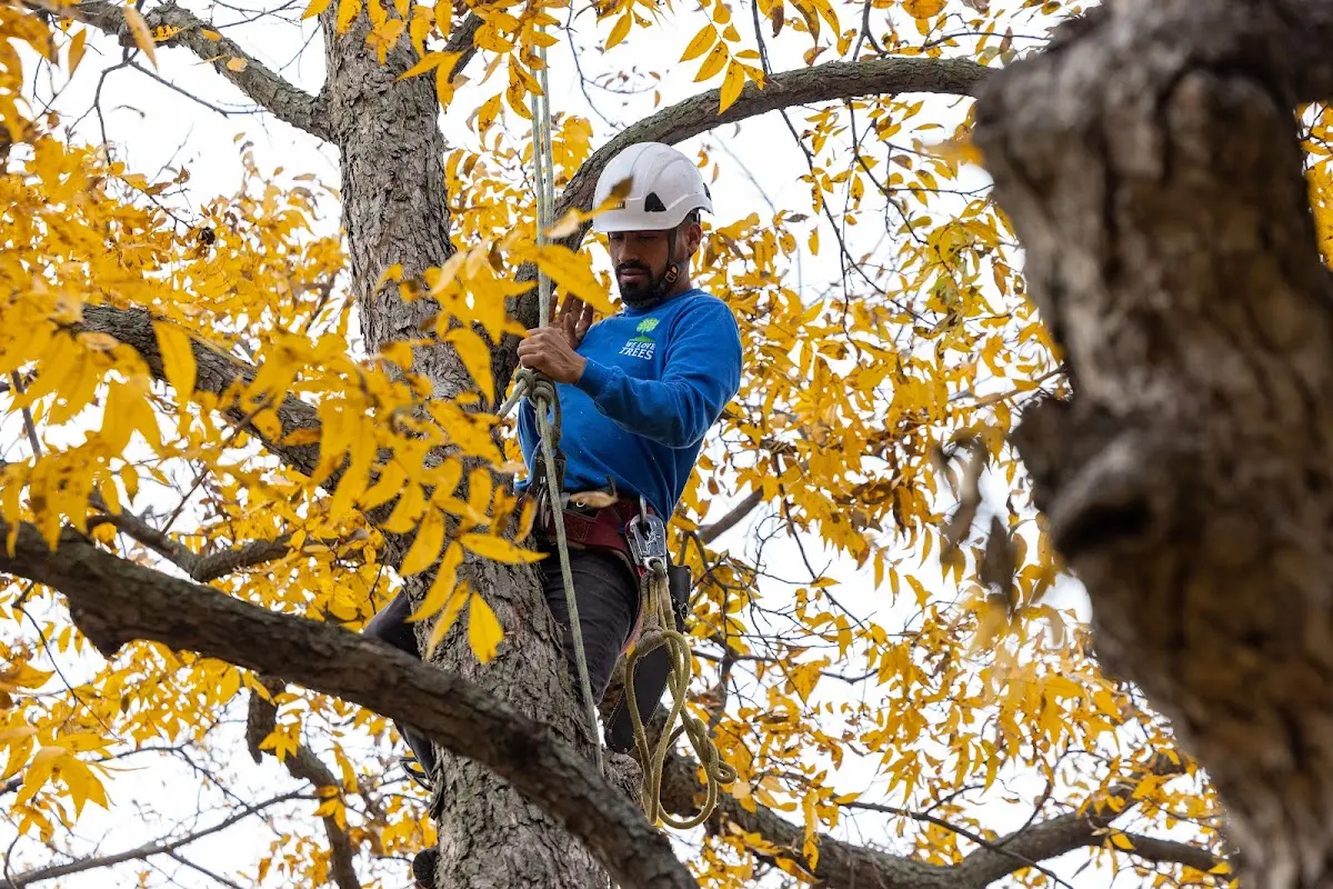 Skilled Tree Trimming crew working in Peoria Heights